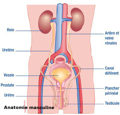 emplacement de la prostate chez lhomme